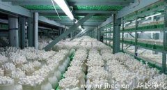 金针菇工厂化设计生产