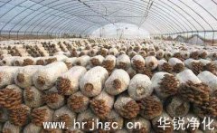 食用菌工厂化前合理选择菌种