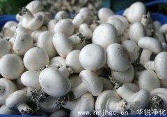 食用菌工厂化常见菌种选择方案
