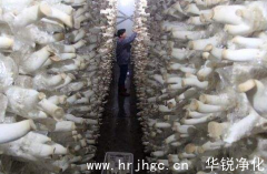 杏鲍菇恒温房的建造特点