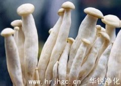 海鲜菇工厂化栽培模式